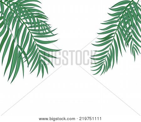 Beautifil Palm Tree Leaf  Silhouette Background Vector Illustration EPS10