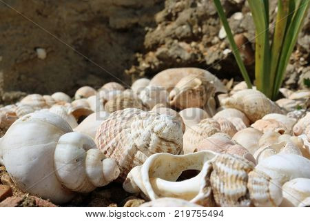 Whelk Shells On Beach