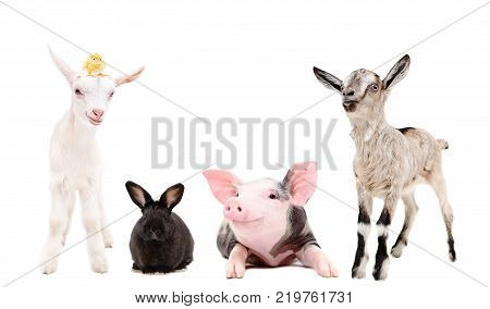 Group of funny farm animals together isolated on white background