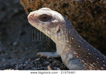 Dipsosaurus dorsalis dorsalis - severní pouštní leguán, zblízka