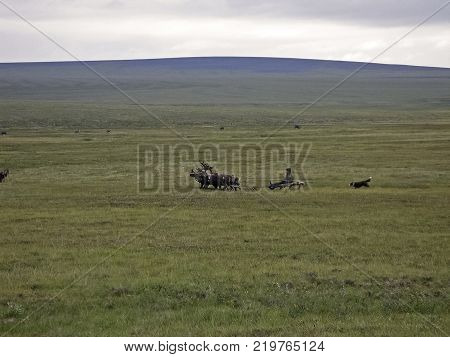 Reindeer in the tundra. Pastures for deer. Reindeer breeding