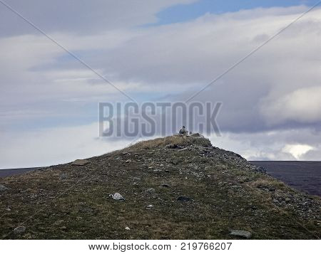 The tern on the top of the hill. Northern bird on the Yamal