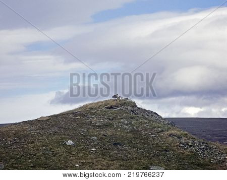 The tern on the top of the hill. Northern bird on the Yamal