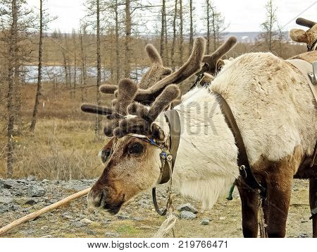 Reindeer in the tundra. Pastures for deer. Reindeer breeding