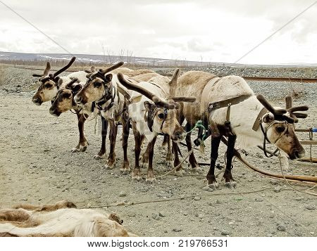 Reindeer in the tundra. Pastures for deer. Reindeer breeding