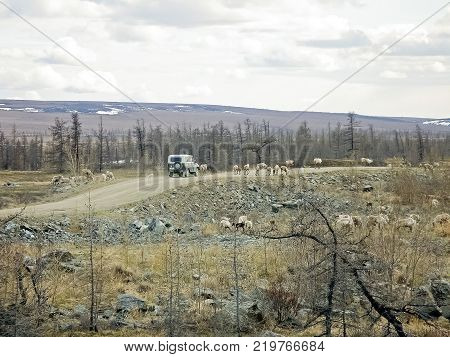 Reindeer migrate for a best grazing in the tundra nearby of polar circle