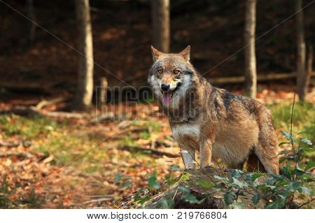 Canis lupus. Wolf in winter nature. Pictures from the National Park. Living all over Europe.