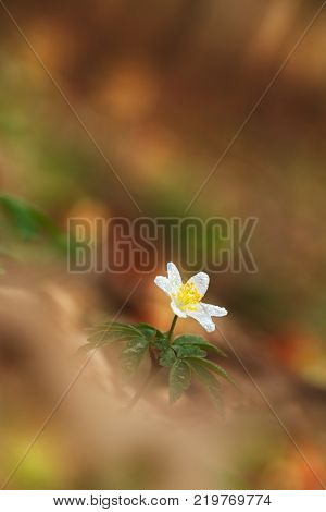 Free nature of Czech. Beautiful plant. Spring nature. Beautiful colors.It grows in Europe, East Asia covers areas in North Korea. It grows well in North America from California to Alaska.