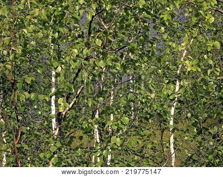 Birch with green leaves in summer. Thicket birches