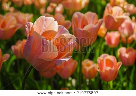 a Beautiful bouquet of pink tulp flower on field in a park