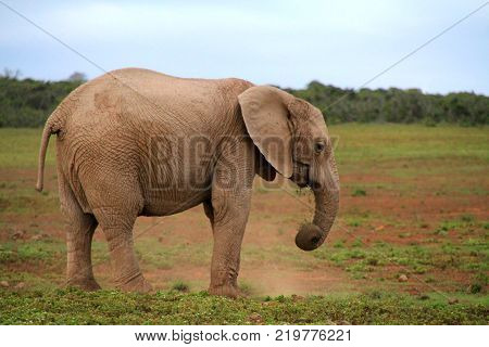Elephant in safari. African elephant in the wild.  