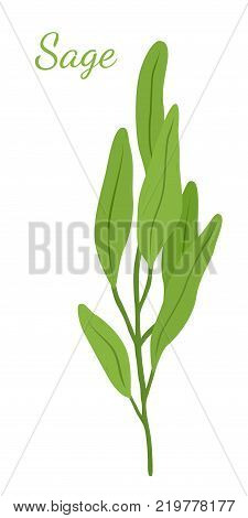Sage leaves, salvia organic herb, herbal ingredient. Made in cartoon flat style. Vector illustration