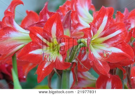 A lukke i en klynge af Minerva Amaryllis blomster.