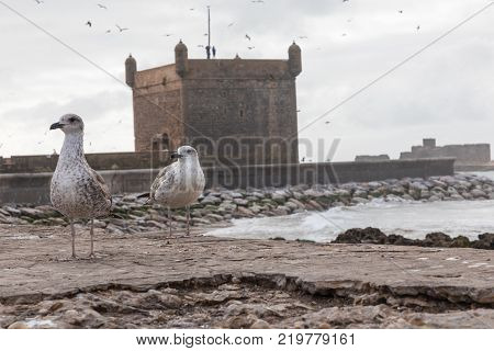 Sqala Du Port, A Defensive Tower At The Fishing Port Of Essaouira, Morocco