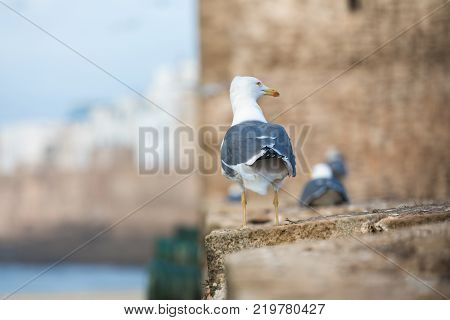 Sqala Du Port, A Defensive Tower At The Fishing Port Of Essaouira, Morocco