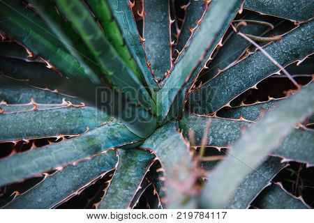 Close Up On Stapelia Pilansii Cactus Plant