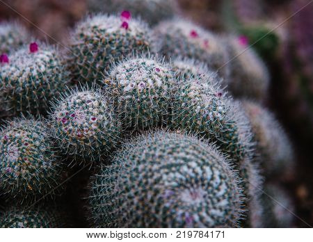 Close Up On Stapelia Pilansii Cactus Plant