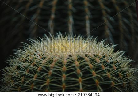 Close Up On Stapelia Pilansii Cactus Plant