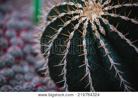 Close Up On Stapelia Pilansii Cactus Plant