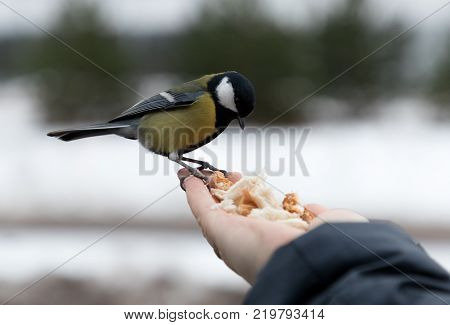 Tit bird eats bread from hand in winter