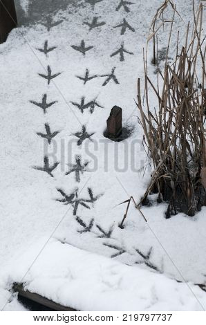Bird footprints on white snow on the frozen river.