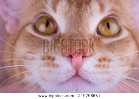 macro photo of a red cat nose.