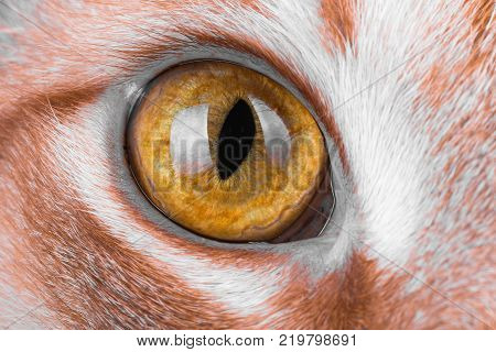 macro photos of cat eyes, red cat.