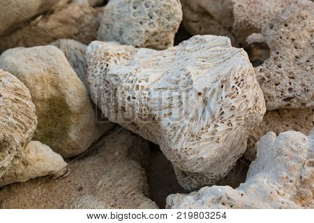 Antient coral fossils stone on the beach