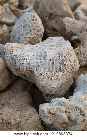 Antient coral fossils stone on the beach