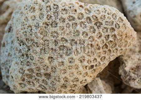Antient coral fossils stone on the beach