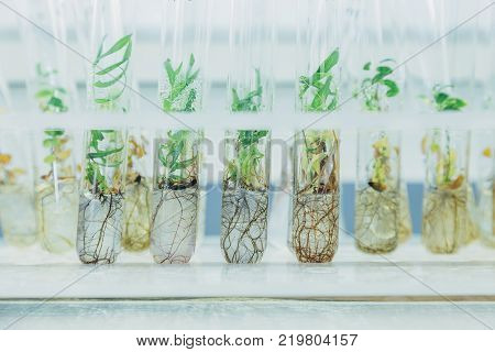 Microplants of cloned willows (Salix) in test tubes with nutrient medium. Micropropagation technology in vitro.