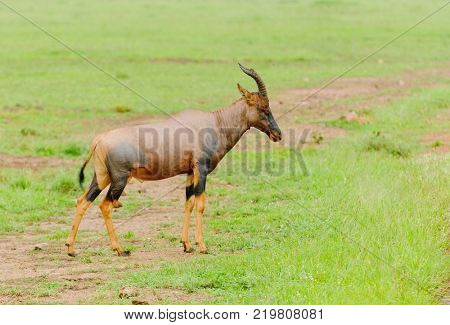 Closeup of Topi (scientific name: Damaliscus lunatus jimela or 