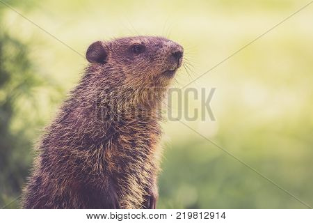 Mama Groundhog (Marmota Monax) keeps a watchful eye on a spring morning in green grass
