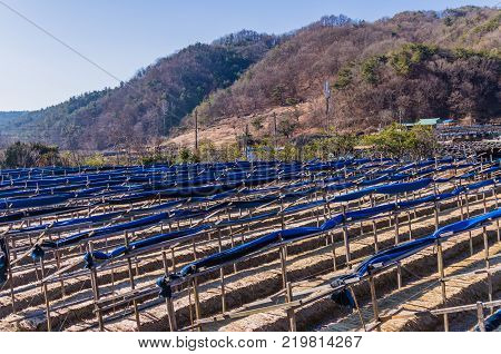 South Korean Red Ginseng Farm