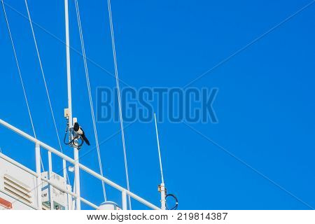 Magpie Perched On Coax Cable