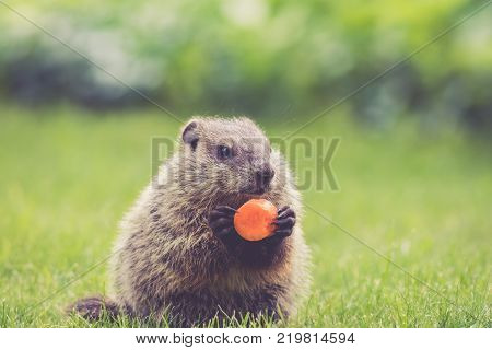 Adorable young Groundhog (Marmota Monax) holding a carrot in the grass in the springtime