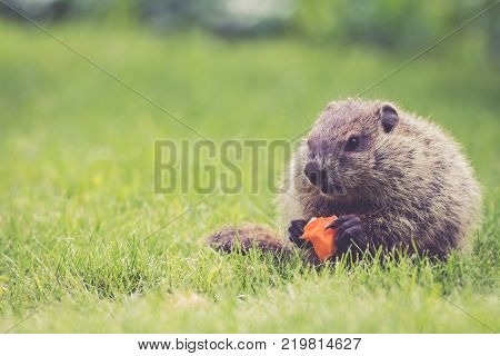 Adorable little Groundhog (Marmota Monax) holds a half-eaten carrot sitting in the green grass on a spring morning