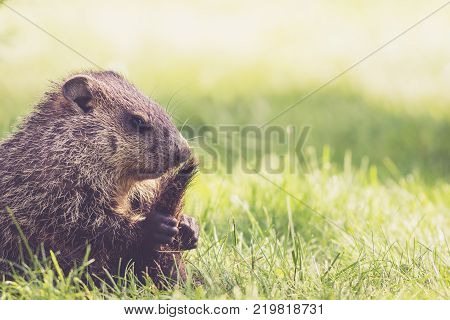 Funny young Groundhog (Marmota Monax) sitting in green grass holding tail between legs