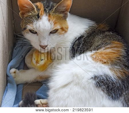 Cat warms chicken. Cat takes a chicken for her cub.