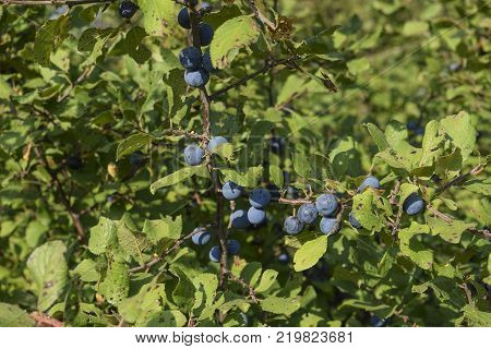 Berries of wild plum - a sloe. Wild fruit in the nature.