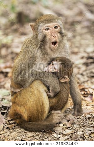 The Rhesus Macaque Macaca mulatta is one of the best-known species of Old World monkeys. Rhesus Macaques inhabit a great variety of habitats from grasslands to arid and forested areas. Native to northern India Bangladesh Pakistan Nepal Burma Thailand Afgh