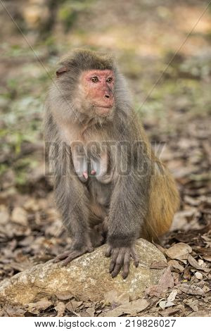 The Rhesus Macaque Macaca mulatta is one of the best-known species of Old World monkeys. Rhesus Macaques inhabit a great variety of habitats from grasslands to arid and forested areas. Native to northern India Bangladesh Pakistan Nepal Burma Thailand Afgh