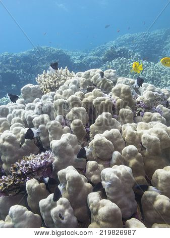 Coral reef with great porites corals at the bottom of tropical sea underwater
