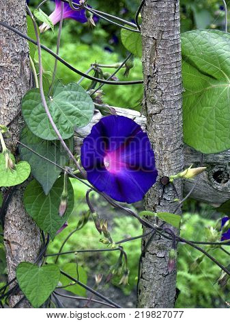 blue convolvulus on the background of an old fence of wooden rods