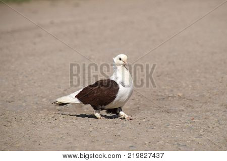 Purebred white-brown pigeon. Dove on asphalt pecks seeds.