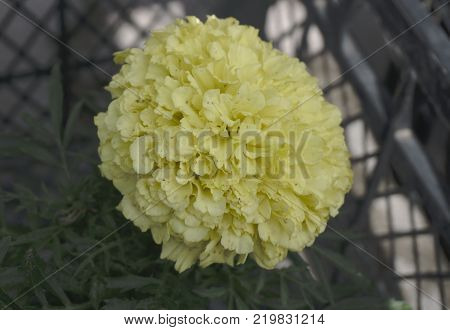 in pots for seedlings Yellow flower beautiful ooh