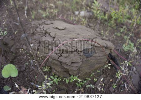 sediments in the woods clay cracks of an old earth