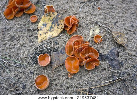 parasites Wrinkled Crust Fungus - Phlebia radiata on dead tree
