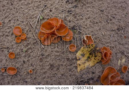 Crust Wrinkled  Fungus - Phlebia radiata on dead tree
