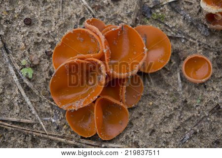Wrinkled Crust Fungus - Phlebia radiata on dead tree